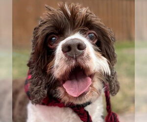 Cocker Spaniel Dogs for adoption in Arlington, VA, USA