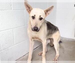 German Shepherd Dog-Unknown Mix Dogs for adoption in Houston, TX, USA