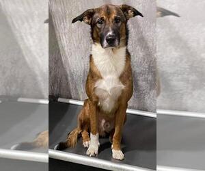 Shollie Dogs for adoption in Winston Salem, NC, USA