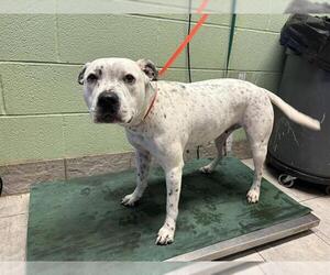 American Staffordshire Terrier-Unknown Mix Dogs for adoption in Grand Prairie, TX, USA