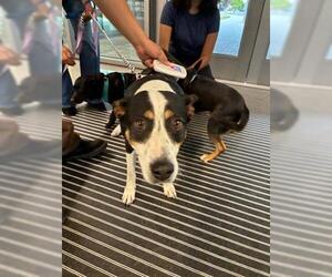 Mutt Dogs for adoption in San Martin, CA, USA