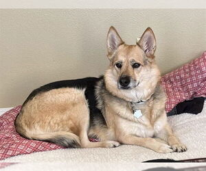German Shepherd Dog-Unknown Mix Dogs for adoption in Ames, IA, USA