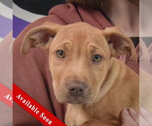 American Staffordshire Terrier-Vizsla Mix Dogs for adoption in Huntley, IL, USA