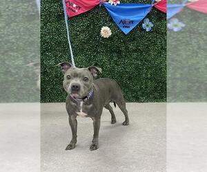 French Bulldog-Staffordshire Bull Terrier Mix Dogs for adoption in Grasswood, Saskatchewan, Canada