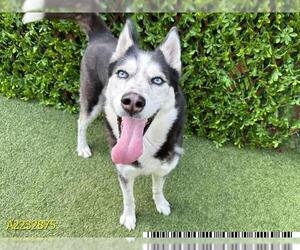 - Mix Dogs for adoption in West Palm Beach, FL, USA