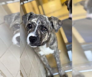Labrador Retriever-Unknown Mix Dogs for adoption in Bethesda, MD, USA