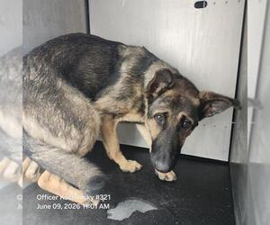 German Shepherd Dog-Unknown Mix Dogs for adoption in San Antonio, TX, USA