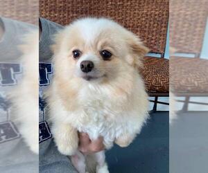 Pomeranian Dogs for adoption in Kansas City, MO, USA