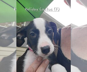 Mutt Dogs for adoption in Wenonah, NJ, USA