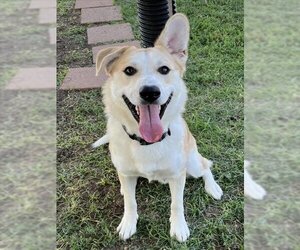 Siberian Husky-Unknown Mix Dogs for adoption in Plano, TX, USA