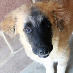 Medium Photo #1 Australian Shepherd Puppy For Sale in Waco, TX, USA