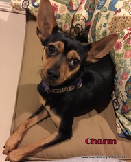 Miniature Pinscher-Unknown Mix Dogs for adoption in Rhome, TX, USA