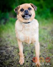 Chug Dogs for adoption in Anchorage, AK, USA