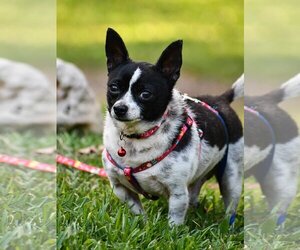 Chihuahua Dogs for adoption in NYC, NY, USA