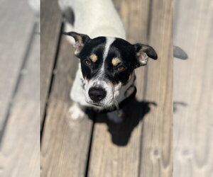 Jack Russell Terrier Dogs for adoption in Dana Point, CA, USA