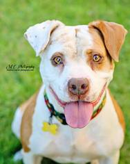 American Bulldog-Unknown Mix Dogs for adoption in Salt Lake City, UT, USA