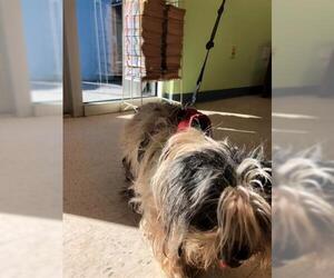 Shih Tzu Dogs for adoption in Palmetto, FL, USA