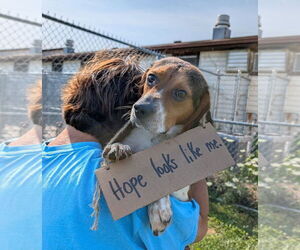 Beagle Dogs for adoption in Rootstown, OH, USA