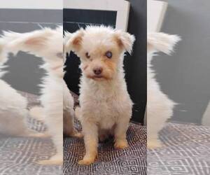Poodle (Toy)-Unknown Mix Dogs for adoption in Rootstown, OH, USA