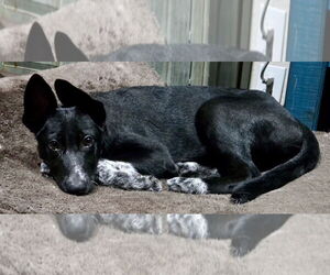 Shollie Dogs for adoption in Royal Palm Beach, FL, USA