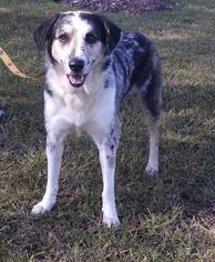 Australian Shepherd Dogs for adoption in Pembroke, GA, USA