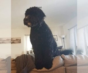 Poodle (Standard) Dogs for adoption in Mt. Laurel, NJ, USA