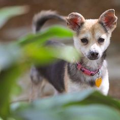 Chiranian Dogs for adoption in Cedar Creek, TX, USA