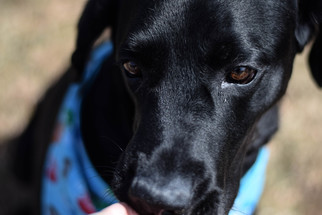 Labrador Retriever Dogs for adoption in Denver, CO, USA