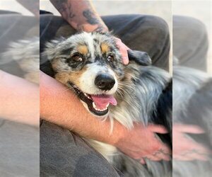 Australian Shepherd Dogs for adoption in Santa Maria, CA, USA