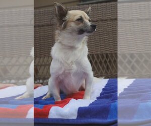 Chihuahua-Unknown Mix Dogs for adoption in San Jose, CA, USA