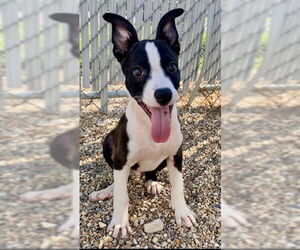 Mutt Dogs for adoption in Oakhurst, NJ, USA