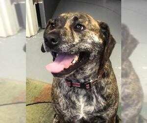 Plott Hound-Unknown Mix Dogs for adoption in Washougal, WA, USA