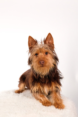 Silky Terrier Dogs for adoption in St. Louis Park, MN, USA