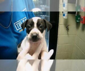 American Pit Bull Terrier-Unknown Mix Dogs for adoption in Tulsa, OK, USA