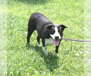 Boglen Terrier Dogs for adoption in Ripley, WV, USA