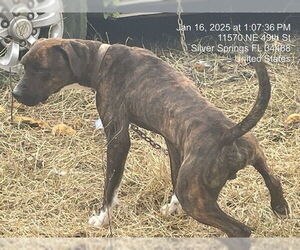 Plott Hound Dogs for adoption in Ocala, FL, USA