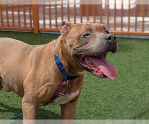 Staffordshire Bull Terrier-Unknown Mix Dogs for adoption in Las Vegas, NV, USA