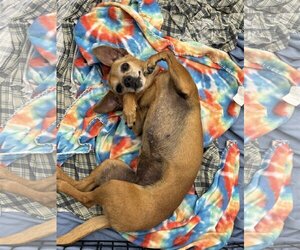 Dachshund-Unknown Mix Dogs for adoption in Chico, CA, USA