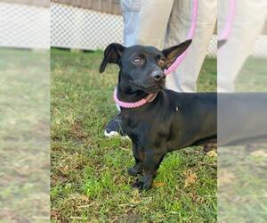 Dachshund Dogs for adoption in Sugar Land, TX, USA