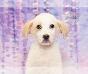 Border Collie-Vizsla Mix Dogs for adoption in Tuscaloosa, AL, USA