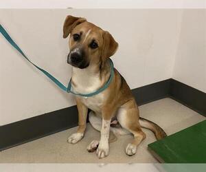 Black Mouth Cur-Unknown Mix Dogs for adoption in Corona, CA, USA