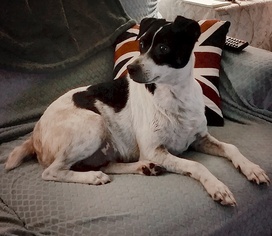 Jack-Rat Terrier Dogs for adoption in Christiana, TN, USA