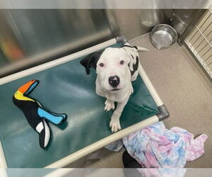 Mastiff-Unknown Mix Dogs for adoption in Denver, CO, USA