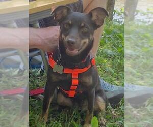 Miniature Pinscher-Unknown Mix Dogs for adoption in Cary, NC, USA