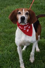 Treeing Walker Coonhound-Unknown Mix Dogs for adoption in Brevard, NC, USA