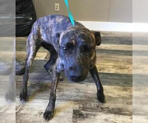 Plott Hound Dogs for adoption in Canton, CT, USA