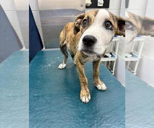 American Bulldog-Unknown Mix Dogs for adoption in Mobile, AL, USA