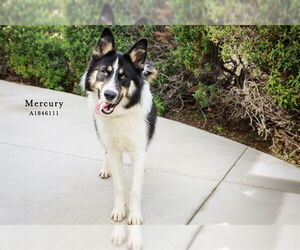 Australian Shepherd Dogs for adoption in Riverside, CA, USA
