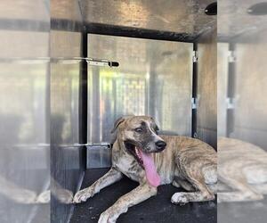 American Staffordshire Terrier-Unknown Mix Dogs for adoption in San Antonio, TX, USA