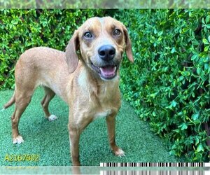 American Foxhound Dogs for adoption in West Palm Beach, FL, USA